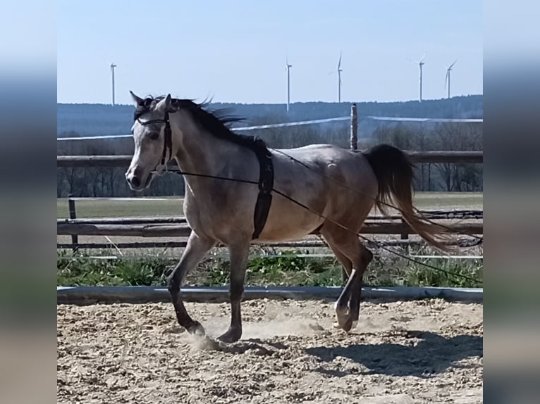 Pur-sang arabe Hongre 5 Ans 154 cm Gris in Emmelshausen