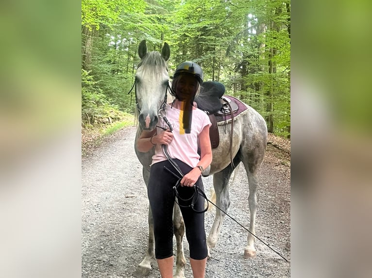 Pur-sang arabe Hongre 5 Ans 155 cm Gris in R&#xF6;hrnbach