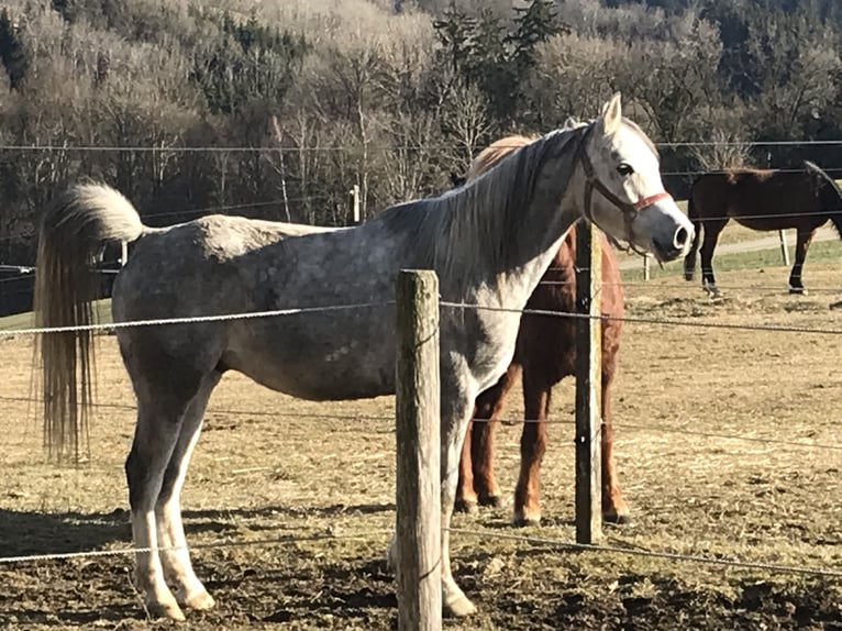 Pur-sang arabe Hongre 5 Ans 155 cm Gris in R&#xF6;hrnbach