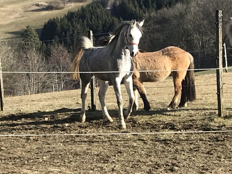 Pur-sang arabe Hongre 5 Ans 155 cm Gris in R&#xF6;hrnbach