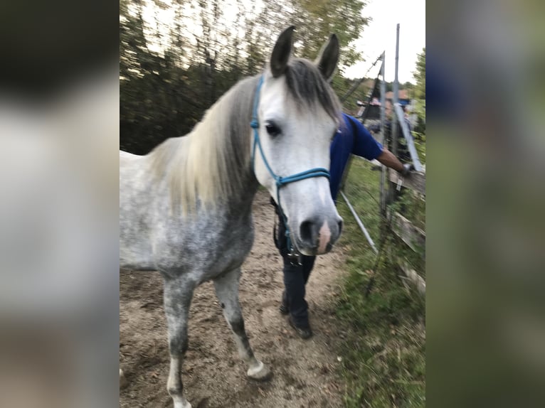 Pur-sang arabe Hongre 5 Ans 155 cm Gris in R&#xF6;hrnbach