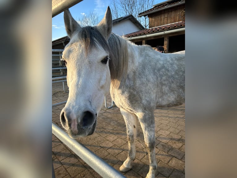 Pur-sang arabe Hongre 5 Ans 155 cm Gris in R&#xF6;hrnbach