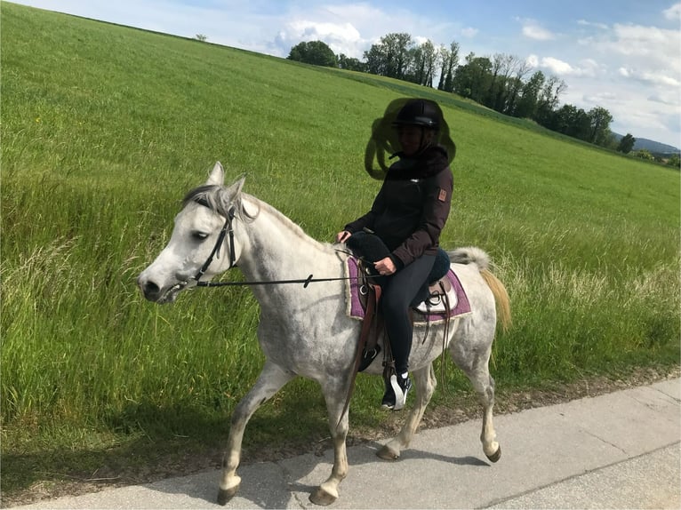 Pur-sang arabe Hongre 5 Ans 155 cm Gris in R&#xF6;hrnbach