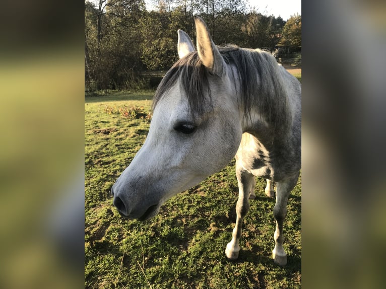 Pur-sang arabe Hongre 5 Ans 155 cm Gris in R&#xF6;hrnbach