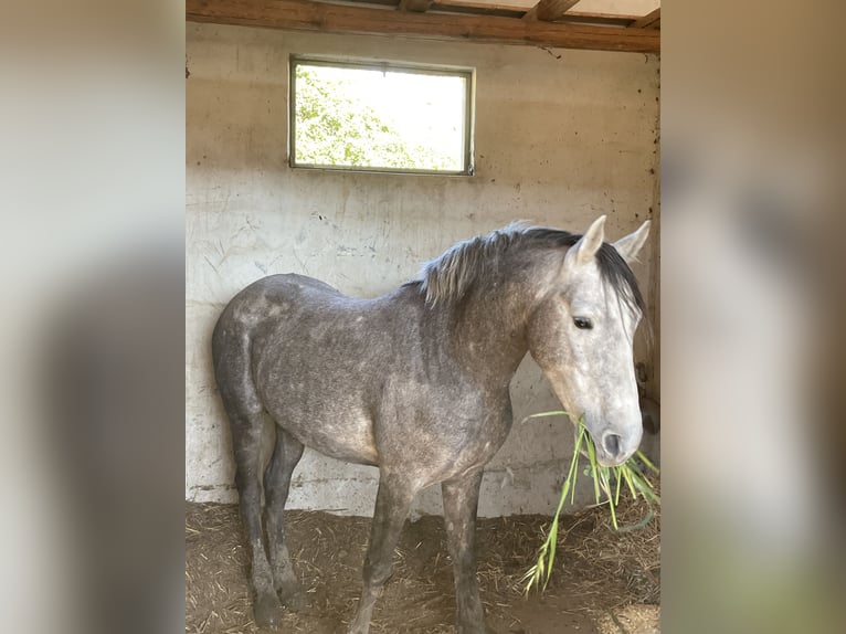 Pur-sang arabe Hongre 5 Ans 155 cm Gris in caronia