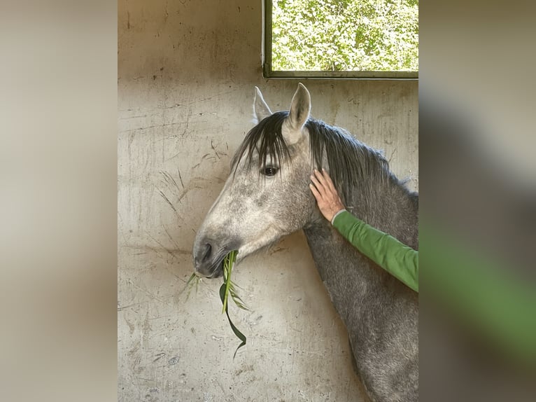 Pur-sang arabe Hongre 5 Ans 155 cm Gris in caronia