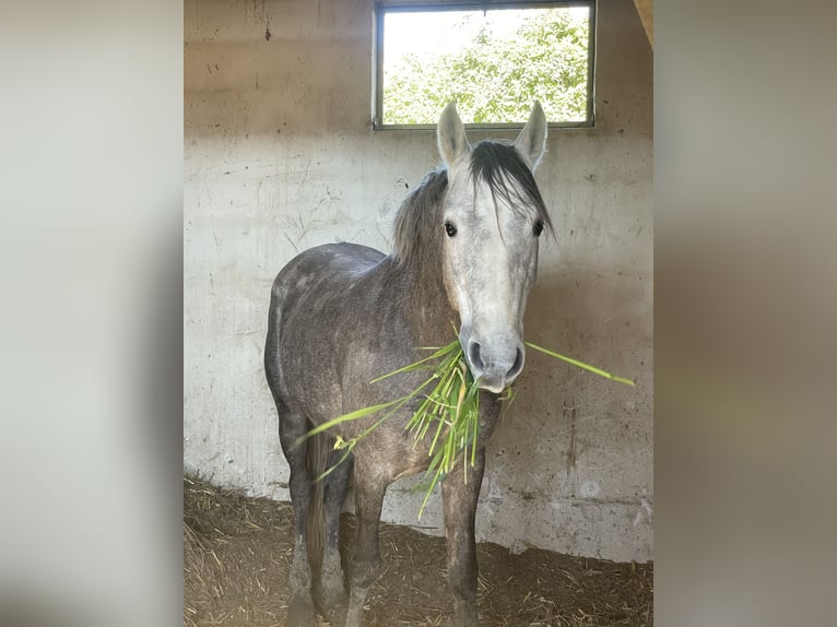 Pur-sang arabe Hongre 5 Ans 155 cm Gris in caronia