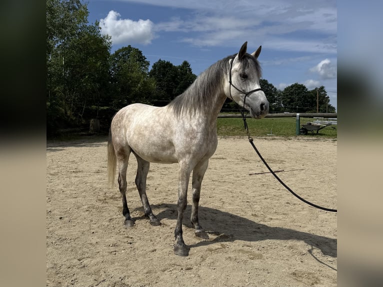 Pur-sang arabe Hongre 5 Ans 155 cm Gris pommelé in Schardenberg