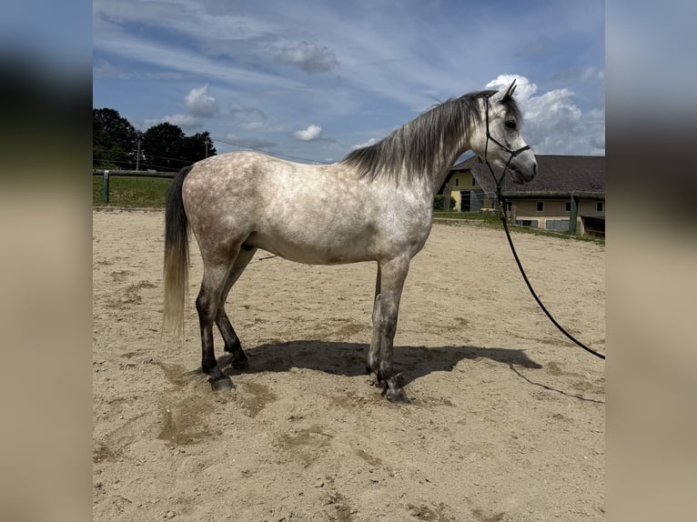 Pur-sang arabe Hongre 5 Ans 155 cm Gris pommelé in Schardenberg