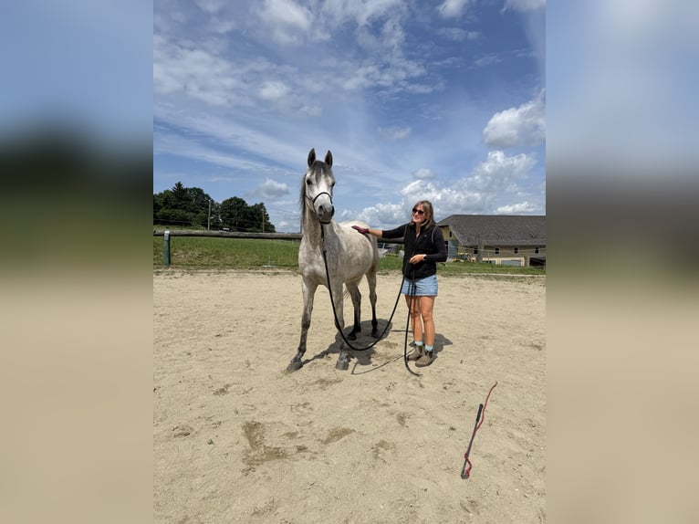 Pur-sang arabe Hongre 5 Ans 155 cm Gris pommelé in Schardenberg