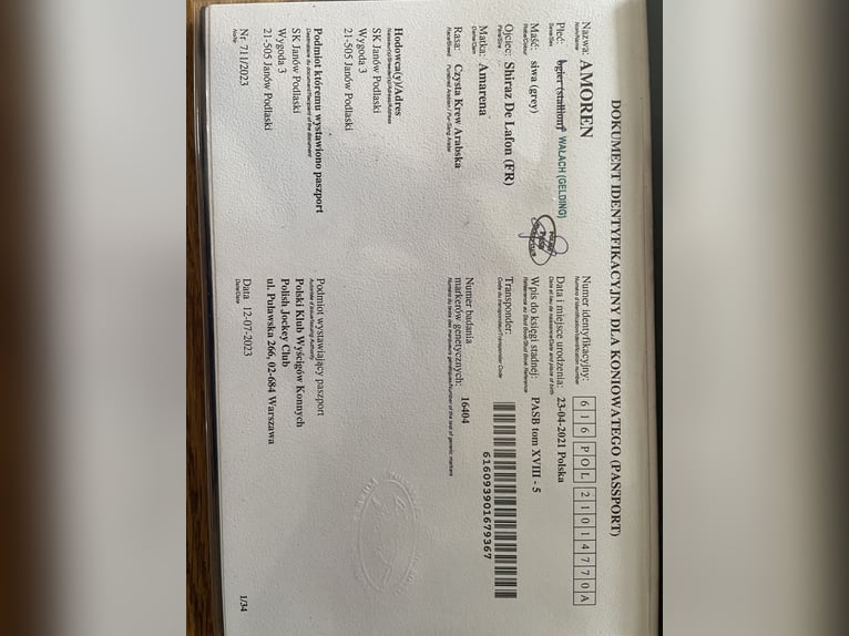 Pur-sang arabe Hongre 5 Ans 156 cm Gris in Hilden