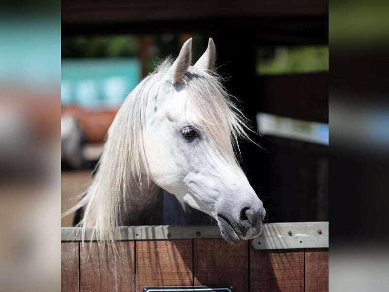 Pur-sang arabe Hongre 5 Ans 156 cm Gris in Hilden