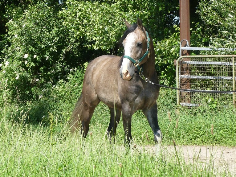 Pur-sang arabe Hongre 5 Ans 156 cm Gris in Herzberg am Harz