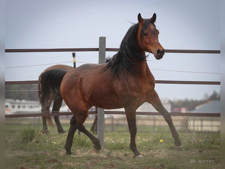 Pur-sang arabe Hongre 5 Ans 157 cm Bai in Pastetten