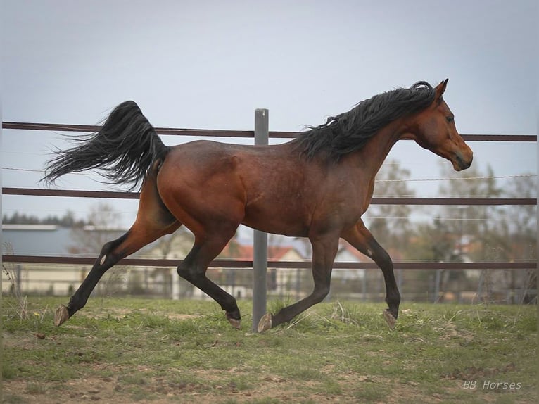 Pur-sang arabe Hongre 5 Ans 157 cm Bai in Pastetten