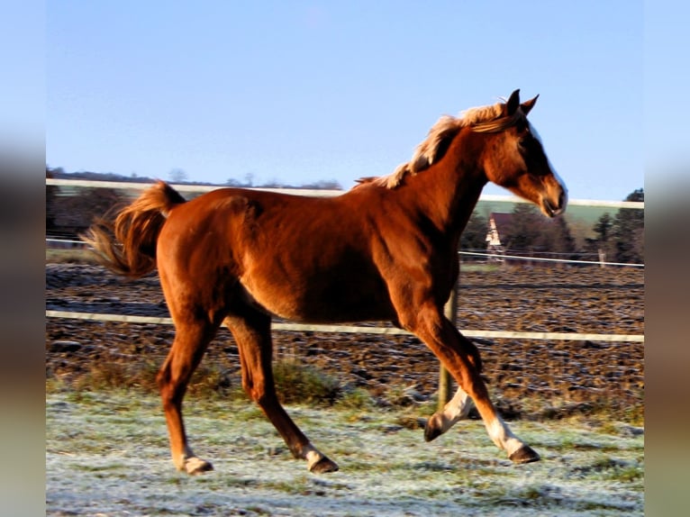 Pur-sang arabe Hongre 5 Ans 160 cm Alezan in Kehl