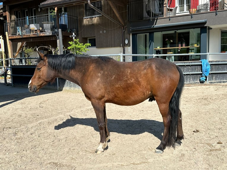 Pur-sang arabe Hongre 6 Ans 147 cm Bai in Winterthur