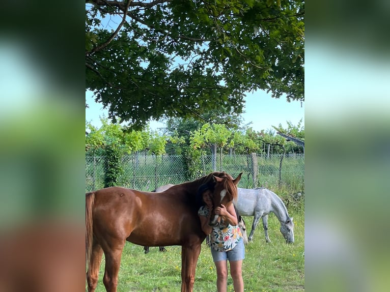 Pur-sang arabe Hongre 6 Ans 150 cm Alezan cuivré in Ponte de Lima
