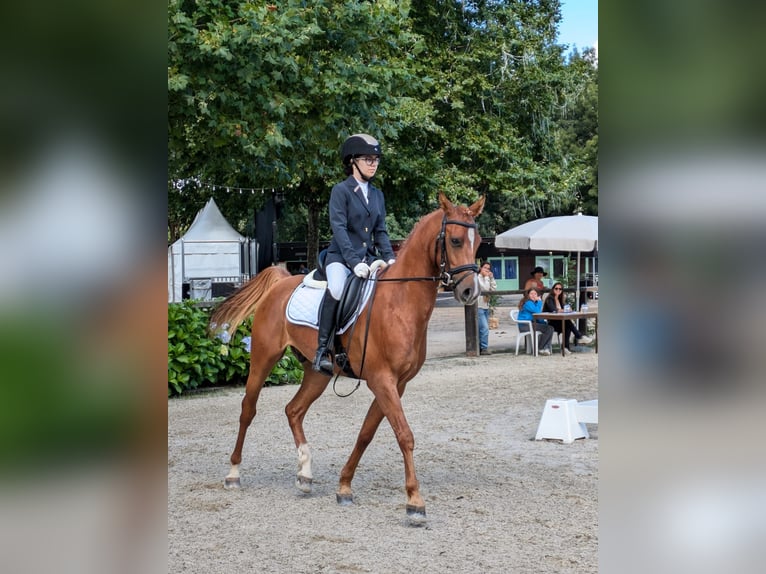Pur-sang arabe Hongre 6 Ans 150 cm Alezan cuivré in Ponte de Lima