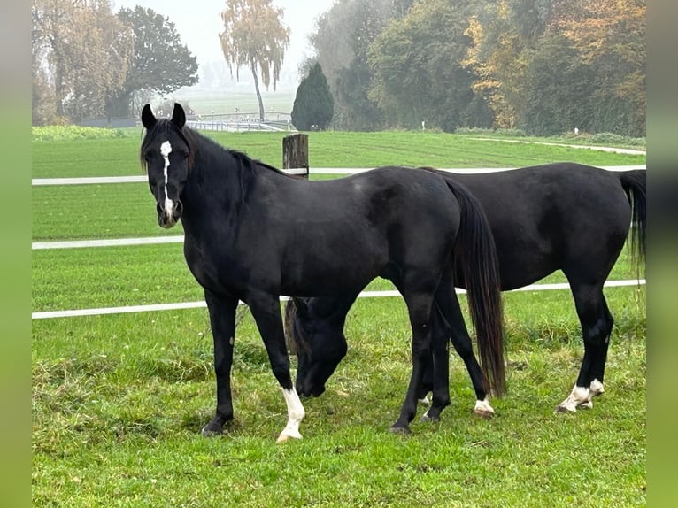 Pur-sang arabe Hongre 6 Ans 151 cm Noir in Neuburg an der Donau