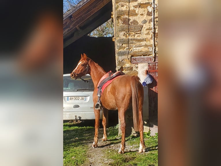 Pur-sang arabe Hongre 6 Ans 154 cm Alezan in Glanges