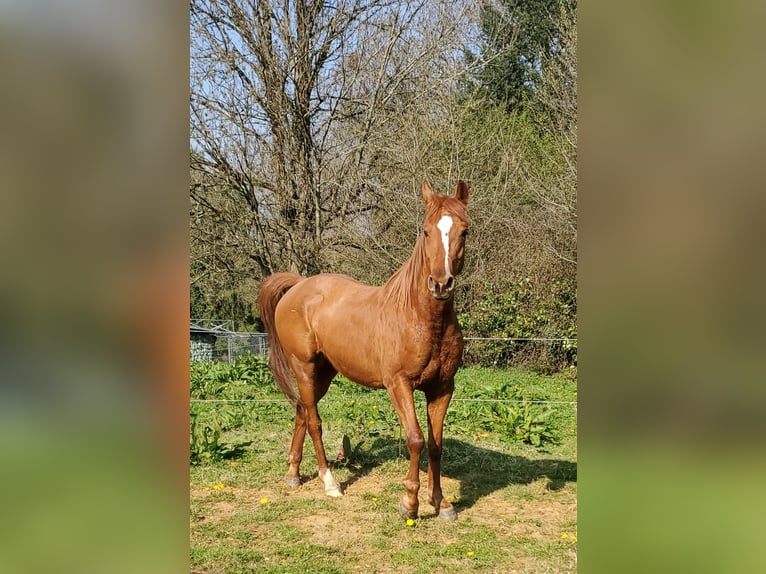 Pur-sang arabe Hongre 6 Ans 154 cm Alezan in Glanges