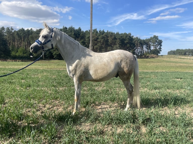 Pur-sang arabe Hongre 6 Ans 154 cm Gris in Ostror&#xF3;g