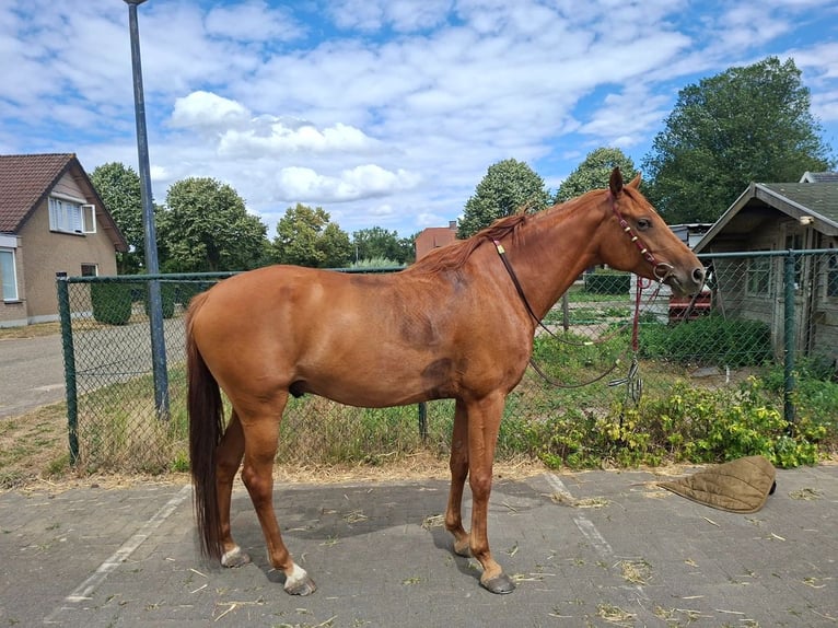 Pur-sang arabe Hongre 6 Ans 155 cm Alezan in Oer-Erkenschwick