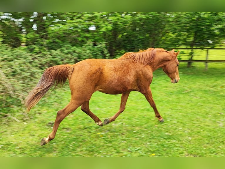 Pur-sang arabe Hongre 6 Ans 155 cm Alezan in Oer-Erkenschwick