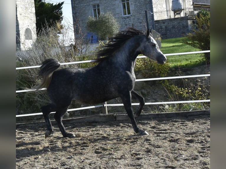 Pur-sang arabe Hongre 6 Ans 155 cm Gris pommelé in Penne dAgenais