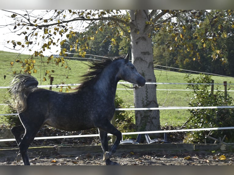 Pur-sang arabe Hongre 6 Ans 155 cm Gris pommelé in Penne dAgenais