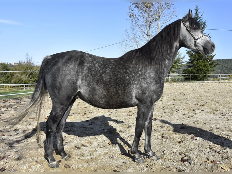 Pur-sang arabe Hongre 6 Ans 155 cm Gris pommelé in Penne dAgenais