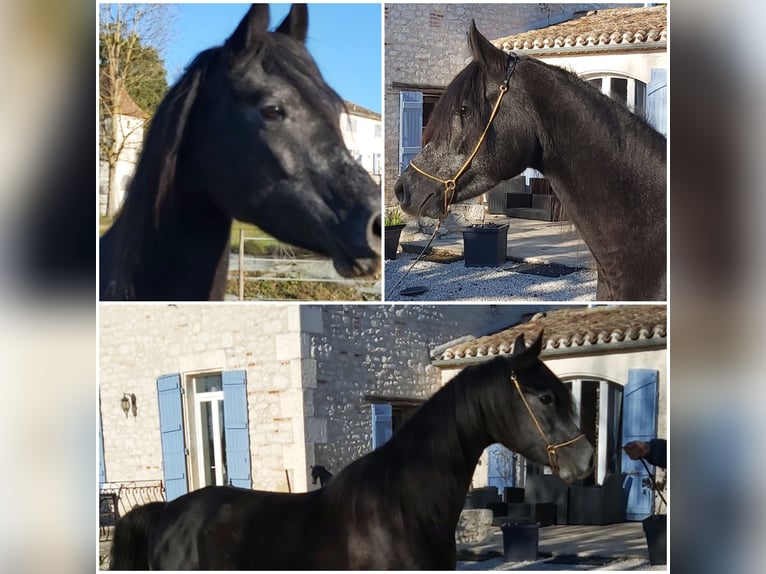 Pur-sang arabe Hongre 6 Ans 155 cm Gris pommelé in Penne dAgenais