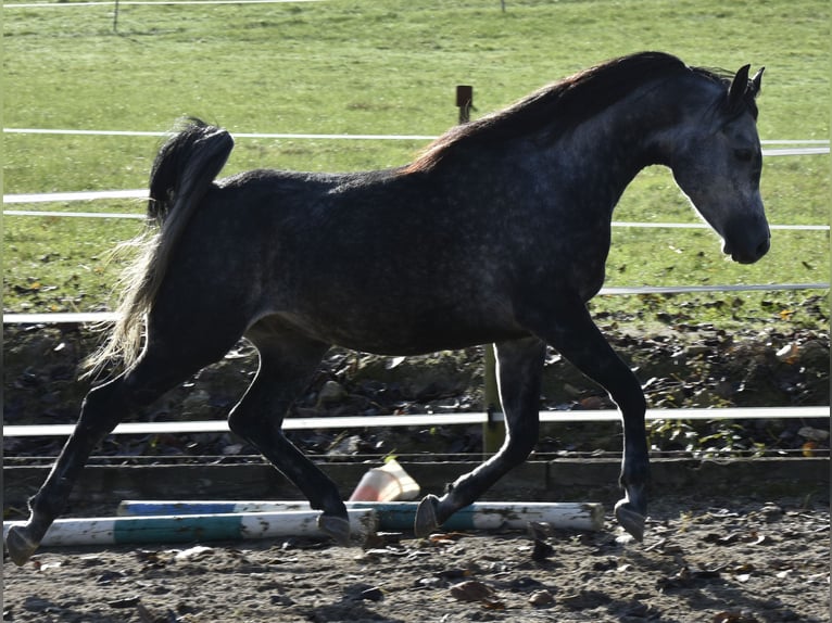 Pur-sang arabe Hongre 6 Ans 155 cm Gris pommelé in Penne dAgenais