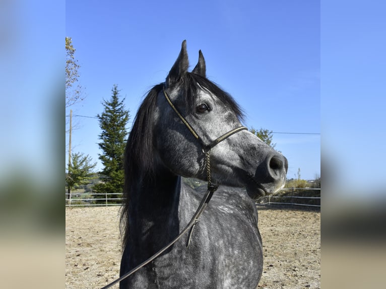 Pur-sang arabe Hongre 6 Ans 155 cm Gris pommelé in Penne dAgenais