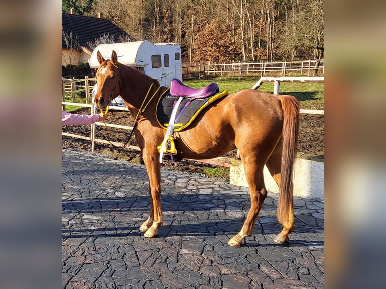 Pur-sang arabe Hongre 6 Ans 156 cm Alezan brûlé in Zábřeh