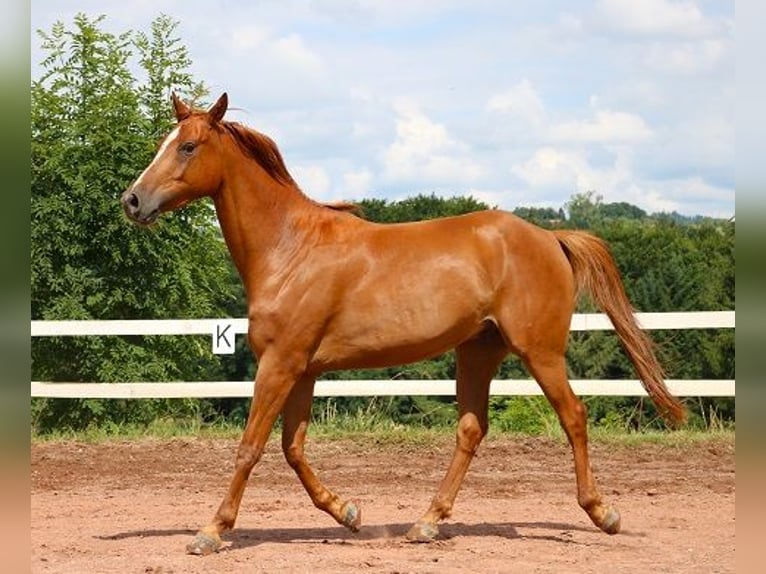 Pur-sang arabe Hongre 6 Ans 156 cm Alezan in M&#xF6;rsdorf
