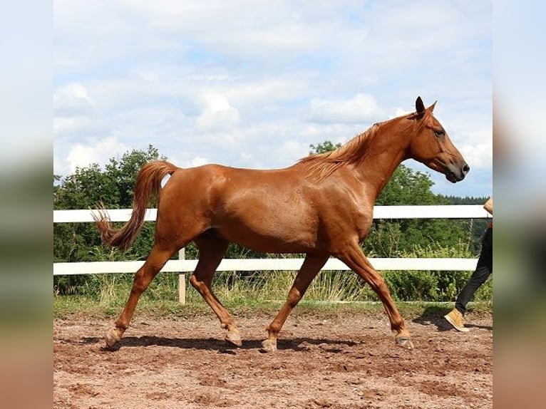 Pur-sang arabe Hongre 6 Ans 156 cm Alezan in M&#xF6;rsdorf