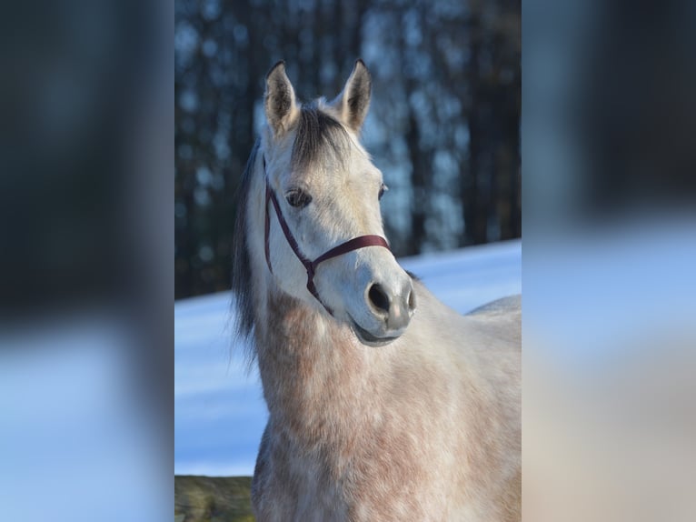 Pur-sang arabe Hongre 6 Ans 156 cm Gris pommelé in Hartkirchen