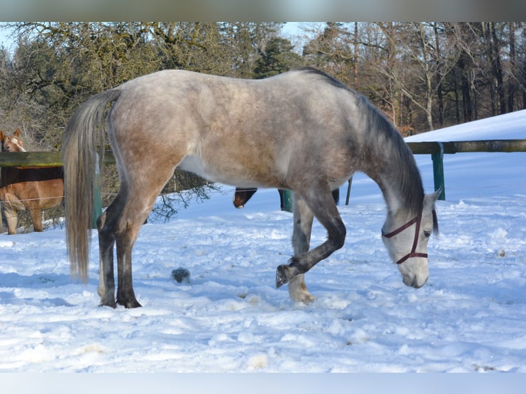Pur-sang arabe Hongre 6 Ans 156 cm Gris pommelé in Hartkirchen
