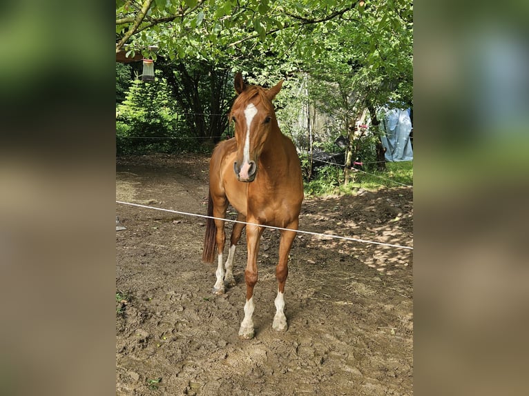 Pur-sang arabe Hongre 6 Ans 157 cm Alezan in Heitersheim