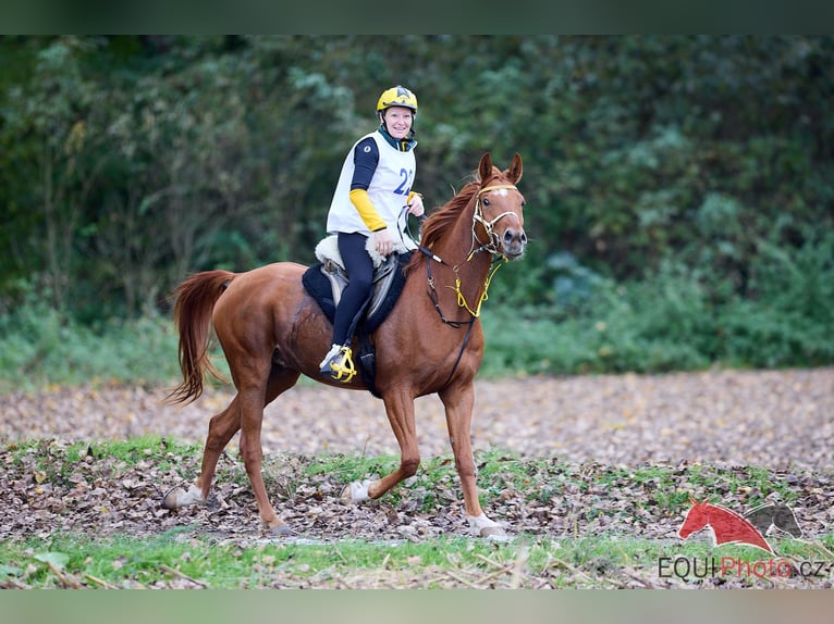 Pur-sang arabe Hongre 6 Ans 157 cm Alezan cuivré in Pyskocely