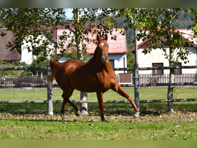 Pur-sang arabe Hongre 6 Ans 157 cm Alezan cuivré in Pyskocely