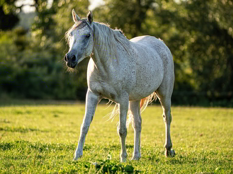 Pur-sang arabe Hongre 6 Ans 157 cm Gris in Herzberg am Harz