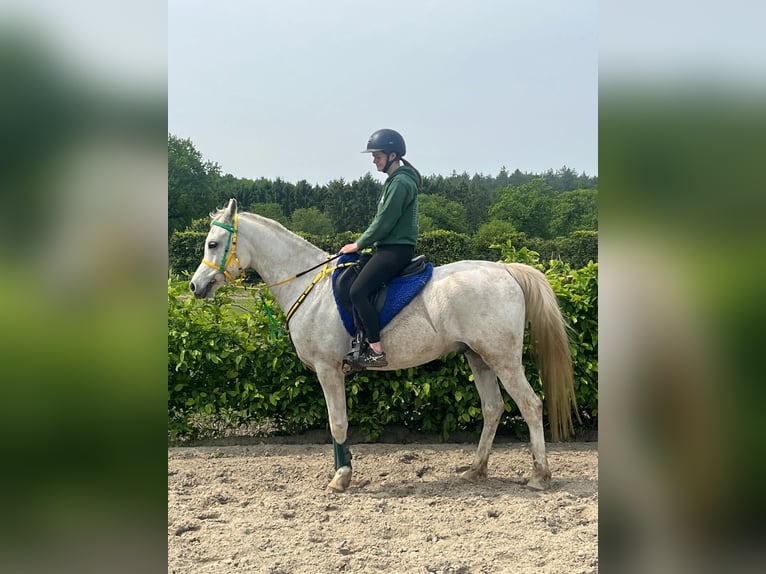 Pur-sang arabe Hongre 6 Ans 157 cm Gris in Zutendaal