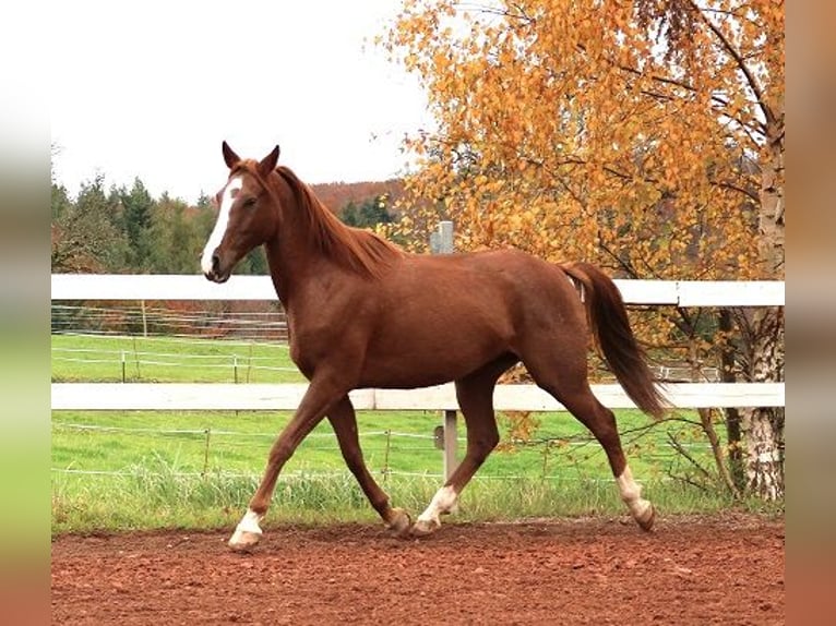 Pur-sang arabe Hongre 6 Ans 157 cm Rabicano in Freiamt