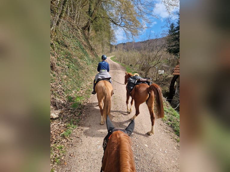 Pur-sang arabe Hongre 6 Ans 158 cm Alezan in Heitersheim