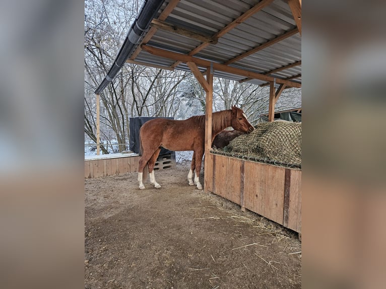 Pur-sang arabe Hongre 6 Ans 158 cm Alezan in Heitersheim