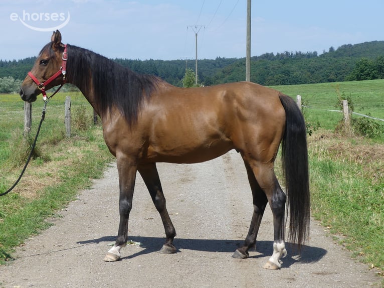 Pur-sang arabe Hongre 6 Ans 158 cm Bai brun in Herzberg am Harz