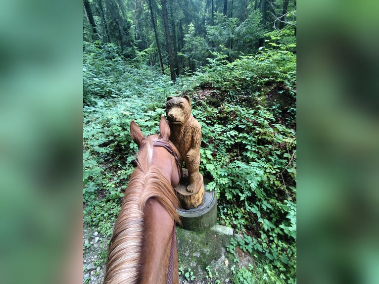 Pur-sang arabe Hongre 6 Ans 160 cm Alezan in Reinach AG